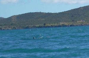 The dolphins of GTMO Bay