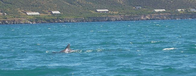 More of the dolphins