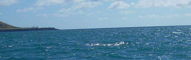 Still more dolphins-Look closely, you will see the five: 3 adult and 2 juvenile.