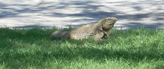 A "Small" Iguana