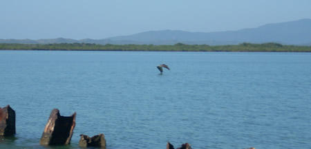 Pelican landing 1