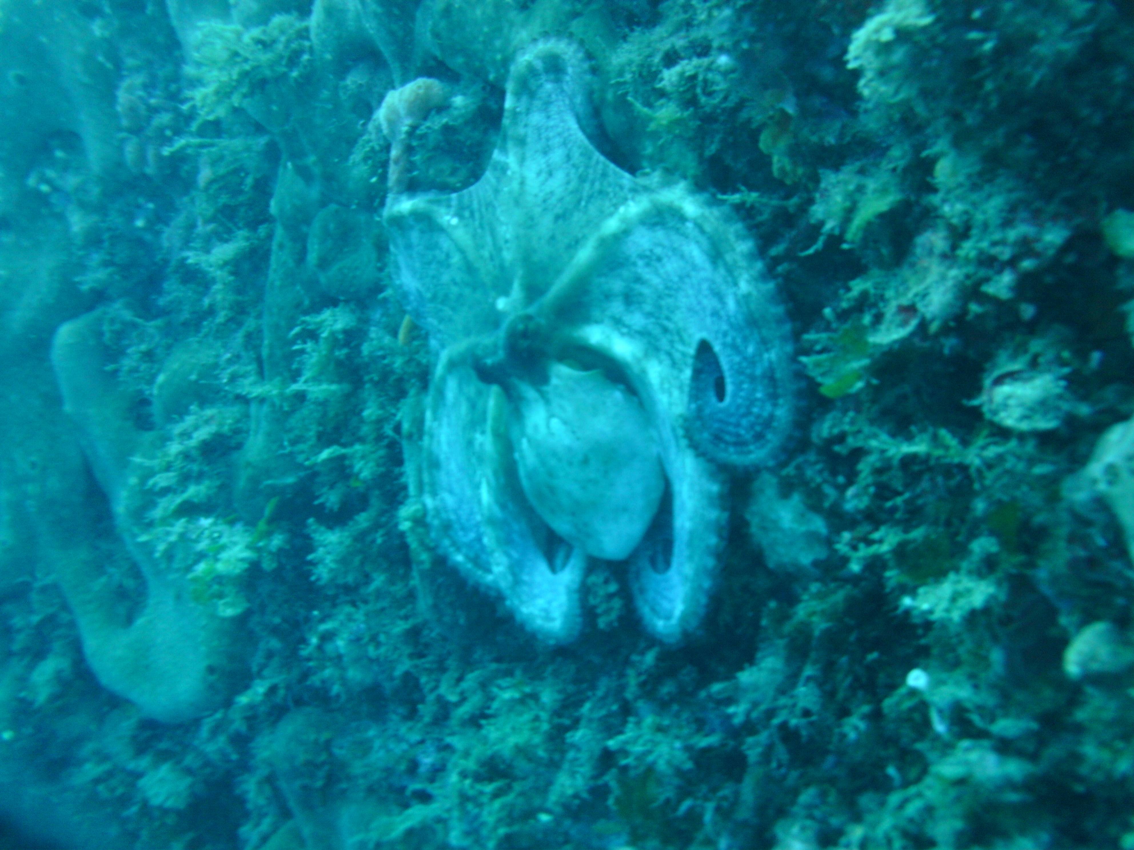 An octopus at about 20 meters.